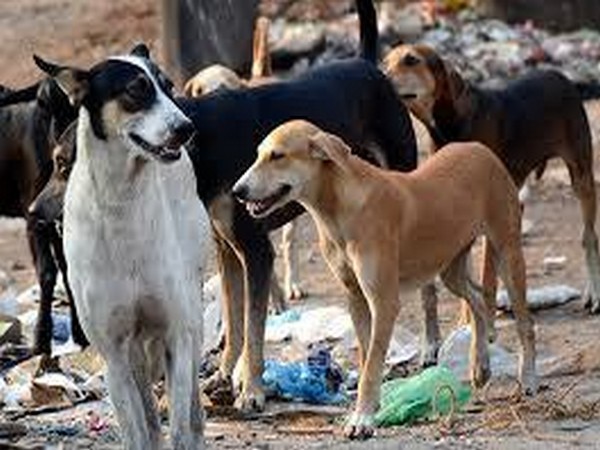 MCD Initiates Month-Long Drive to Remove Street Dogs from G20 Locations in Delhi, Raises Concerns Among Animal Rights Activists