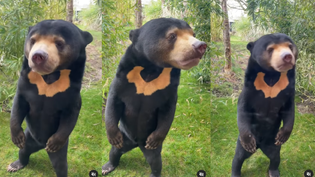 UK Zoo Shares Video of Sun Bear Amidst 'Human-Like Bear' Controversy