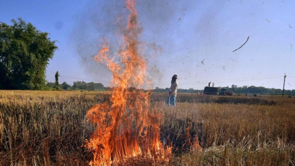 Haryana Fines 939 for Stubble Burning, Registers 38% Reduction in Cases