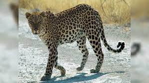 Leopard Sighted in Delhi's Sainik Farm Area; Traps Set Amidst Heightened Caution