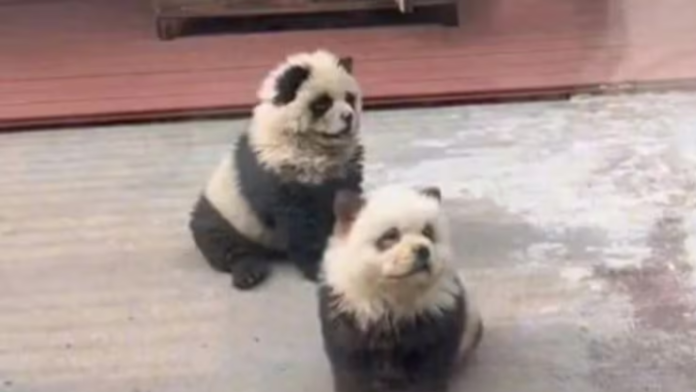 Chinese Zoo Faces Backlash for Dyeing Dogs to Look Like Pandas