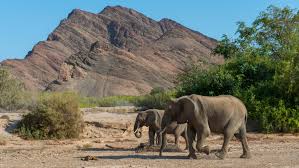 Namibia to Cull Elephants and Other Wildlife to Combat Hunger Amid Devastating Drought