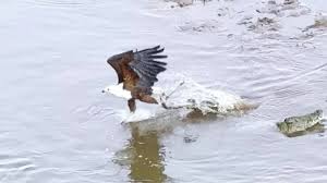 Dramatic Wildlife Video Shows Eagle and Crocodile Competing Over Prey