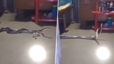 Terrifying Encounter: Wall's Krait Snakes Found Twisting Under Indian Family's Bed