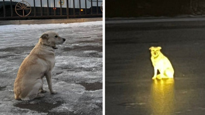 Russian Dog Waits by Frozen River for Days After Owner's Tragic Death, Capturing Hearts Worldwide