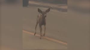 Terrified Baby Deer and Heartbreaking Stories: Los Angeles Wildfires Devastate Over 10,000 Acres