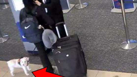 Woman Drowns Dog in Orlando Airport Bathroom After Being Denied Boarding