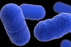 US Listeria Outbreak Linked to Ready-to-Eat Foods Sickens 10, Triggers Product Recall
